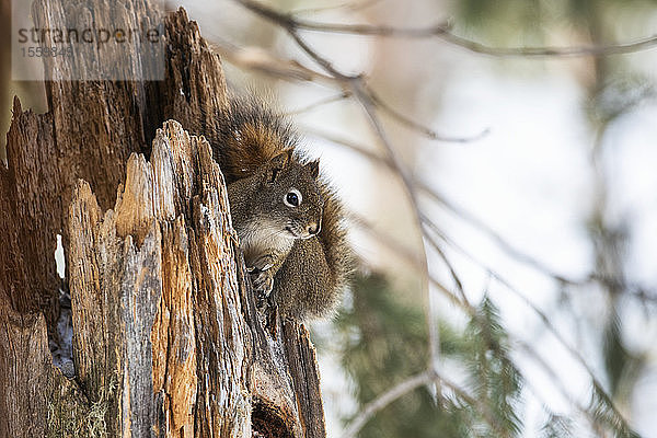 Amerikanisches Rotes Eichhörnchen (Tamiasciurus hudsonicus) späht von einem gezackten Baumstumpf; Silver Gate  Montana  Vereinigte Staaten von Amerika