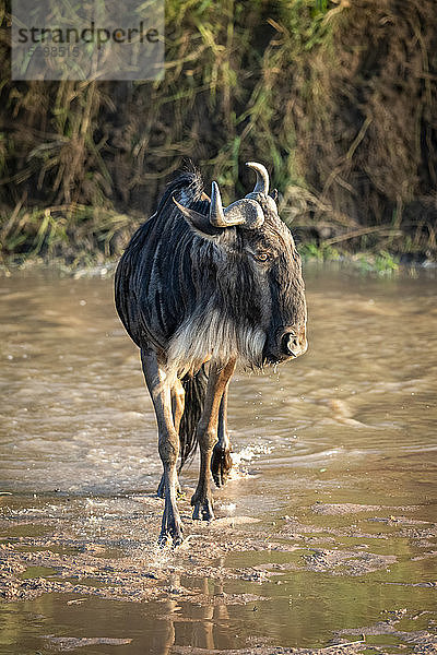 Streifengnu (Connochaetes taurinus) überquert einen flachen Fluss und wendet den Kopf  Cottar's 1920s Safari Camp  Maasai Mara National Reserve; Kenia