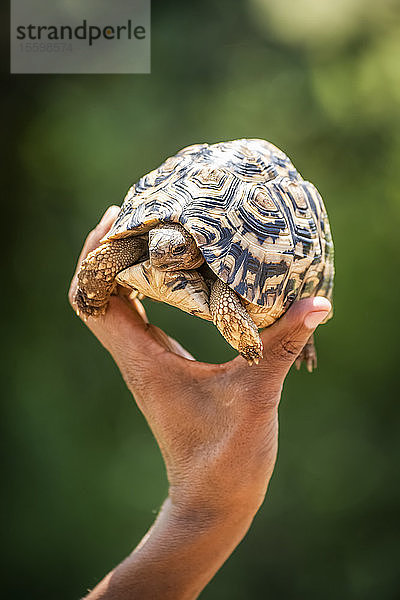 Leopardenschildkröte (Stigmochelys pardalis) zieht ihren Kopf zurück  wenn sie gehalten wird  Grumeti Serengeti Tented Camp  Serengeti National Park; Tansania