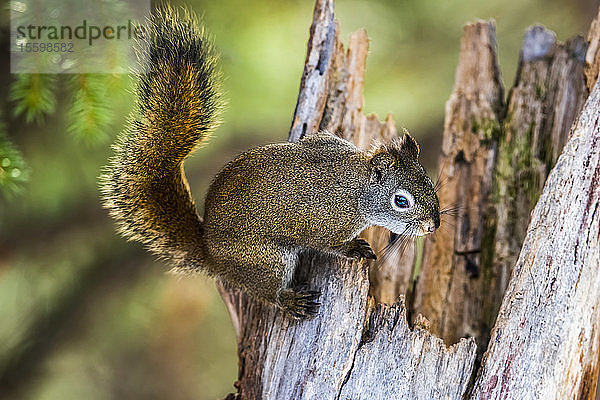 Amerikanisches Rotes Eichhörnchen (Tamiasciurus hudsonicus)  das sich an der Spitze eines zerklüfteten Baumstumpfes festhält; Silver Gate  Montana  Vereinigte Staaten von Amerika