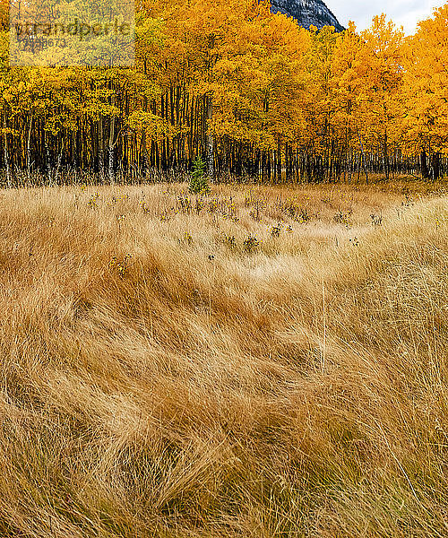 Herbstfarben im Banff National Park; Alberta  Kanada