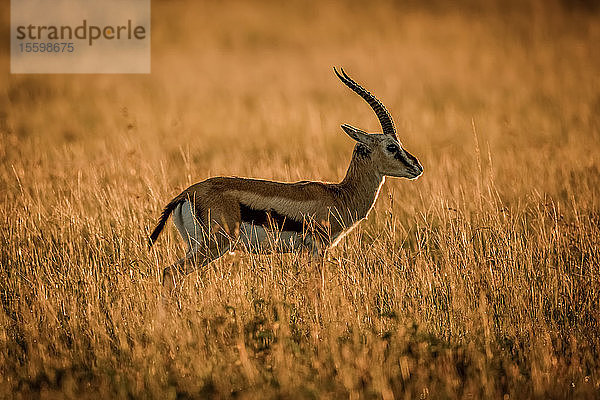 Thomson-Gazelle (Eudorcas thomsonii) im Profil bei Sonnenaufgang  Grumeti Serengeti Tented Camp  Serengeti National Park; Tansania