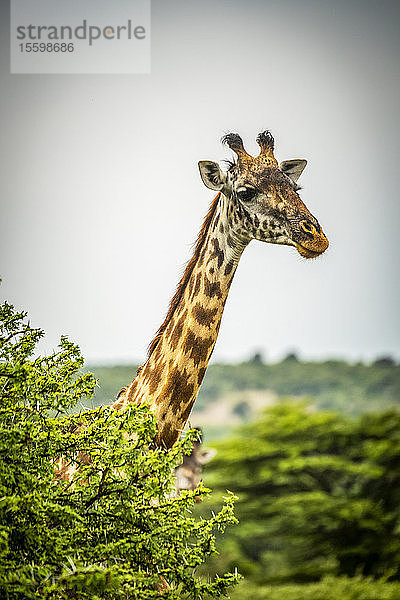 Massai-Giraffe (Giraffa camelopardalis tippelskirchii) streckt ihren Kopf über den belaubten Busch  Cottar's 1920s Safari Camp  Maasai Mara National Reserve; Kenia