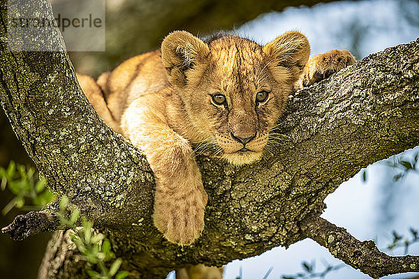 Löwenjunges (Panthera leo) schaut von einem mit Flechten bedeckten Zweig aus  Grumeti Serengeti Tented Camp  Serengeti National Park; Tansania