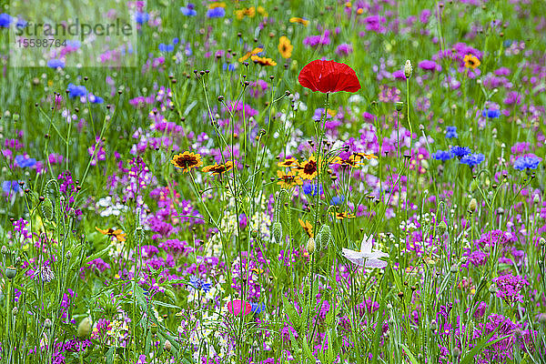 Lebendige Wildblumen auf einer Wiese mit einem roten Mohn in der Mitte; Bolton Centre  Quebec  Kanada