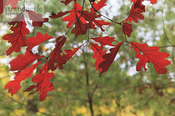 Herbstlaub im Arnold Arboretum  Boston  Massachusetts  USA