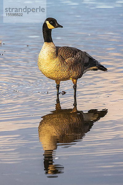 Kanadagans (Branta canadensis) zeigt ihr Spiegelbild in einem Teich im Creamer's Field Migratory Waterfowl Refuge; Fairbanks  Alaska  Vereinigte Staaten von Amerika