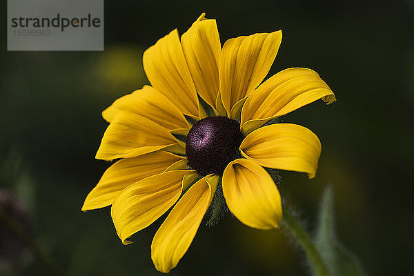 Eine Schwarzäugige Susan (Rudbeckia hirta) blüht im Sommer in einem Blumengarten; Astoria  Oregon  Vereinigte Staaten von Amerika