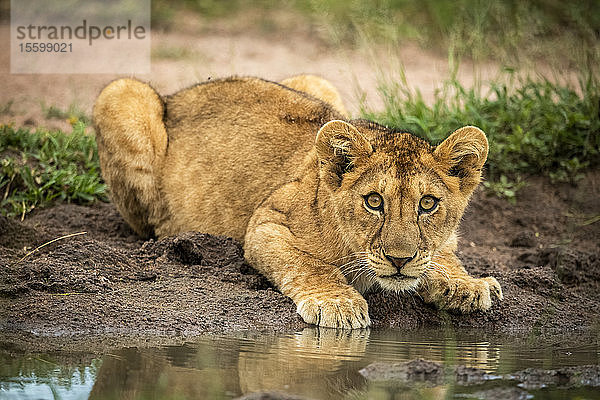 Löwenjunges (Panthera leo) liegt neben dem Wasser und beobachtet die Kamera  Grumeti Serengeti Tented Camp  Serengeti National Park; Tansania