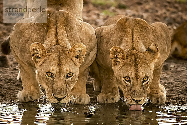 Zwei Löwinnen (Panthera leo) liegen beim Trinken am Wasserloch  Grumeti Serengeti Tented Camp  Serengeti National Park; Tansania