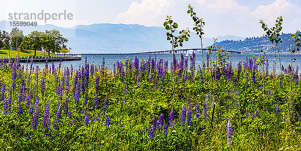 Lupinen im Kelowna Park am Lake Okanagan; Kelowna  British Columbia  Kanada