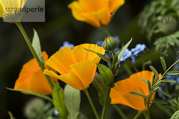 Kalifornische Mohnblumen (Eschscholzia californica) blühen in einem Blumengarten in Oregon; Astoria  Oregon  Vereinigte Staaten von Amerika