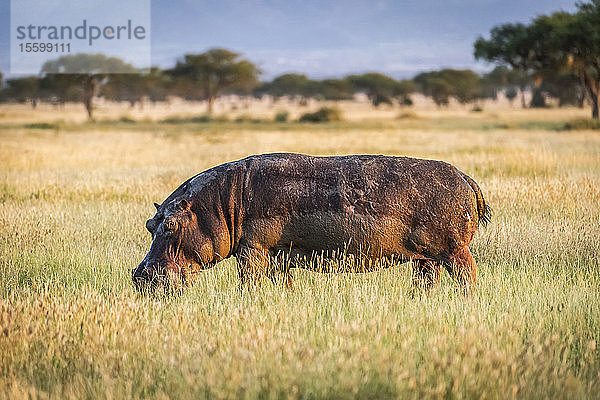 Flusspferd (Hippopotamus amphibius) grast im langen Gras und beobachtet die Kamera  Grumeti Serengeti Tented Camp  Serengeti National Park; Tansania