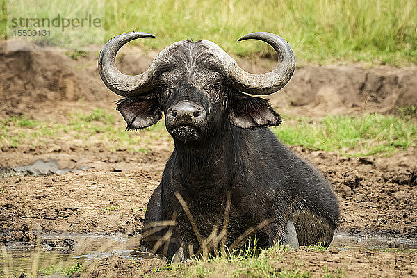 Kapbüffel (Syncerus caffer) liegt mit dem Gesicht zur Kamera im Schlamm  Klein's Camp  Serengeti National Park; Tansania