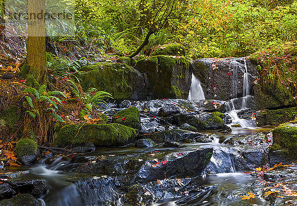 Kaskadenförmige Wasserfälle im Anderson Creek mit üppigem Laub; Maple Ridge  British Columbia  Kanada