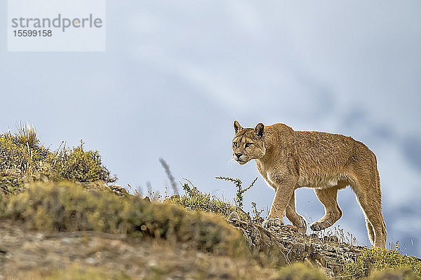 Puma bei der Wanderung durch die Landschaft in Südchile; Chile