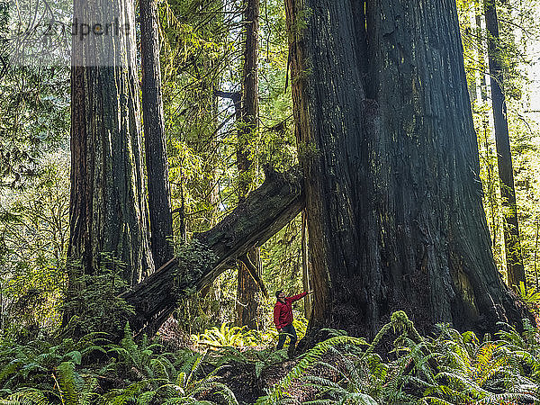 Ein Mann steht in den Redwood-Wäldern von Nordkalifornien. Die Bäume sind massiv und ragen in den Himmel; Kalifornien  Vereinigte Staaten von Amerika