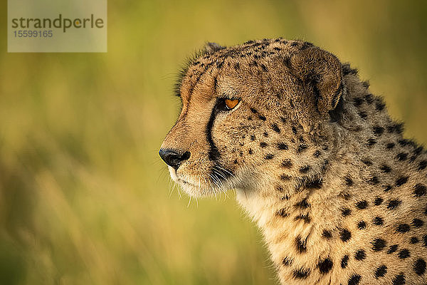 Nahaufnahme eines männlichen Geparden (Acinonyx jubatus)  Kopf nach links  Klein's Camp  Serengeti National Park; Tansania