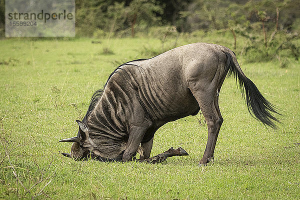 Gnu (Connochaetes taurinus) ruht mit dem Kopf auf dem Boden in der Savanne  Klein's Camp  Serengeti-Nationalpark; Tansania