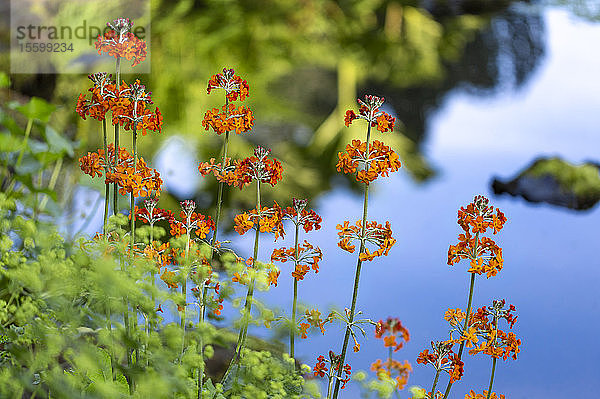 Blüten am Teich  Queen Elizabeth Park; Vancouver  British Columbia  Kanada