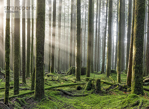 Sonnenstrahlen durch die neblige Luft in einem Regenwald; British Columbia  Kanada