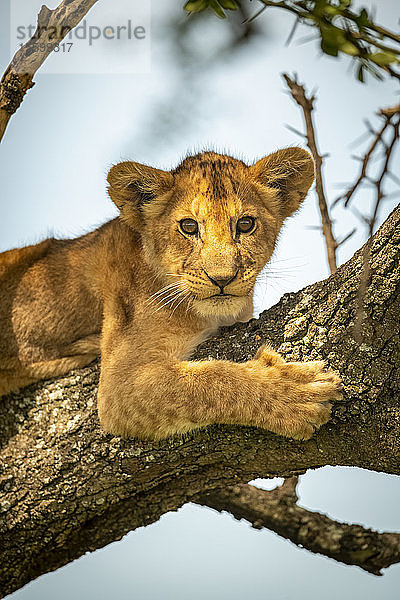 Nahaufnahme eines Löwenjungen (Panthera leo) in einem mit Flechten bedeckten Baum  Grumeti Serengeti Tented Camp  Serengeti National Park; Tansania