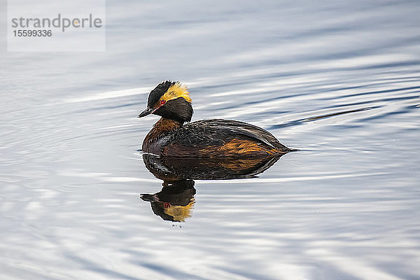 Ohrentaucher (Podiceps auritus) zeigt sein Spiegelbild beim Schwimmen in einem Teich bei Fairbanks; Alaska  Vereinigte Staaten von Amerika