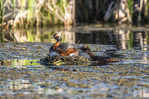 Ohrentaucher (Podiceps auritus) bringt dem Küken auf dem Rücken des anderen Erwachsenen  der auf seinem Nest in einem Teich in der Nähe von Fairbanks sitzt  Nahrung; Alaska  Vereinigte Staaten von Amerika