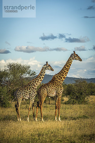 Zwei Massai-Giraffen (Giraffa camelopardalis tippelskirchii) stehen im goldenen Licht  Grumeti Serengeti Tented Camp  Serengeti National Park; Tansania