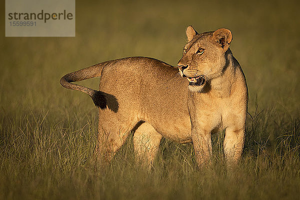 Löwin (Panthera leo) steht im Gras im goldenen Licht  Grumeti Serengeti Tented Camp  Serengeti National Park; Tansania