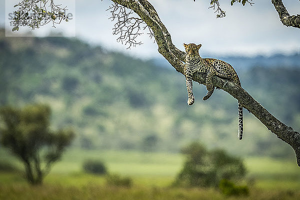 Leopard (Panthera pardus) liegt auf einem schrägen Ast mit Blick auf die Kamera  Klein's Camp  Serengeti National Park; Tansania