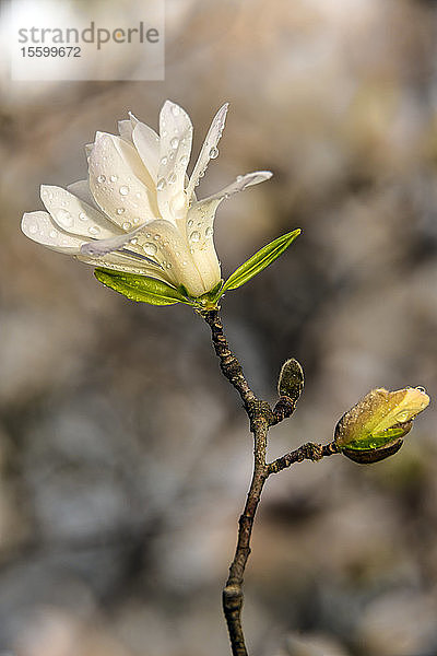 Frühe Sternmagnolien (Magnolia Stellata)  New York Botanical Garden; Bronx  New York  Vereinigte Staaten von Amerika