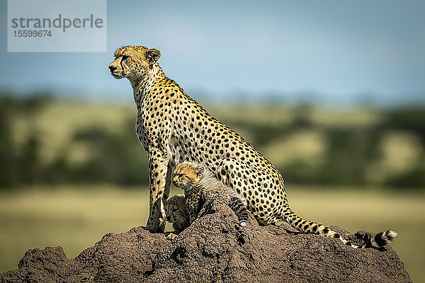 Gepard (Acinonyx jubatus) mit zwei Jungtieren auf einem Termitenhügel im Profil  Grumeti Serengeti Tented Camp  Serengeti National Park; Tansania