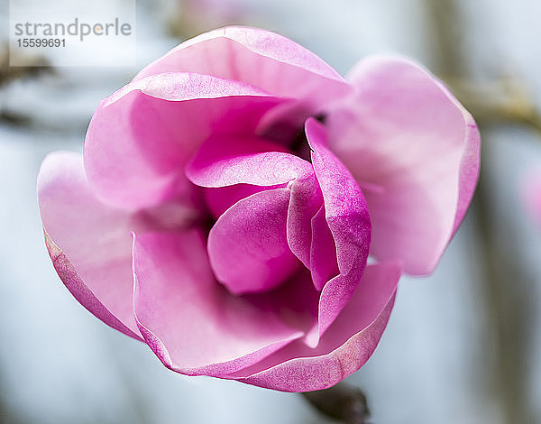 Blühende rosa Rose  VanDusen Botanical Garden; Vancouver  British Columbia  Kanada