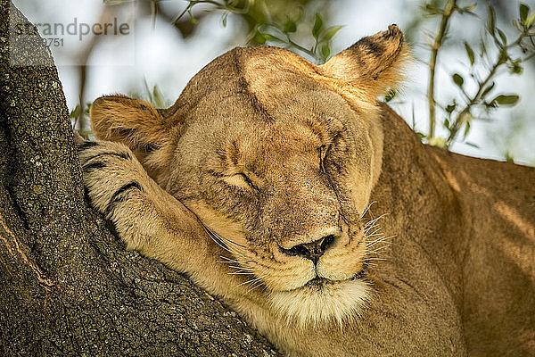 Nahaufnahme einer Löwin (Panthera leo) auf einem Ast schlafend  Grumeti Serengeti Tented Camp  Serengeti National Park; Tansania