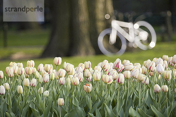 Nahaufnahme von Tulpenblüten in einem Garten