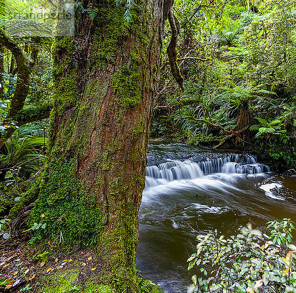 Fließender Fluss in einem üppigen Wald; Südinsel  Neuseeland