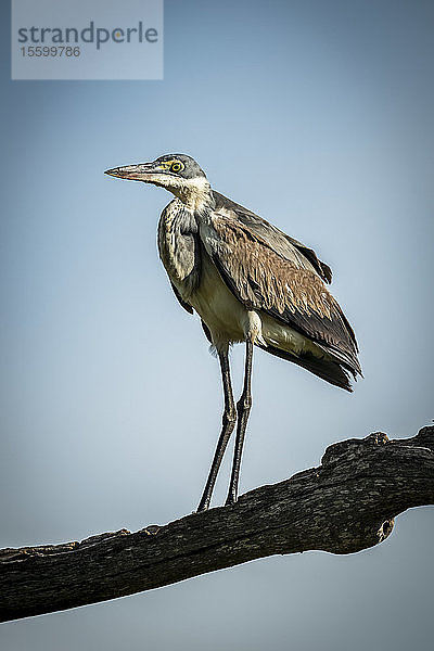 Schwarzkopfreiher (Ardea melanocephala) steht auf einem Ast im Sonnenschein  Grumeti Serengeti Tented Camp  Serengeti National Park; Tansania