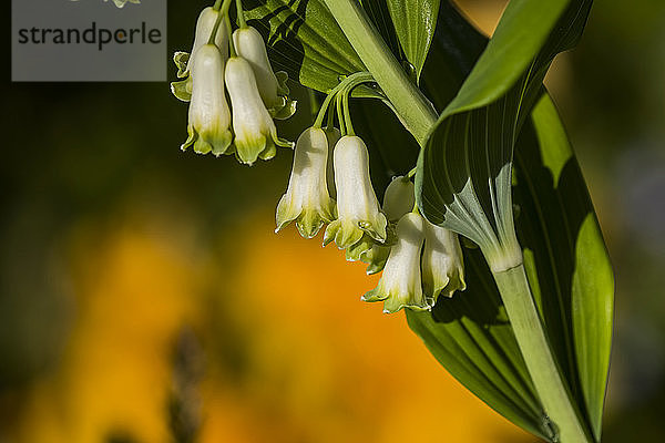 Das Salomonssiegel (Polygonatum) ist eine auffällige Pflanze  die in einem Garten in Oregon gefunden wurde; Astoria  Oregon  Vereinigte Staaten von Amerika