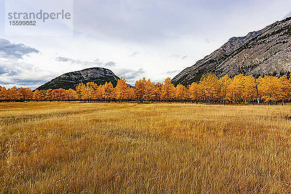Herbstfarbenes Laub und Gras im Banff National Park; Alberta  Kanada