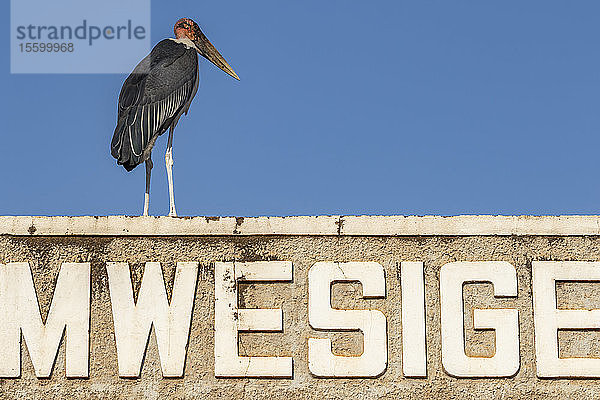 Marabu-Storch (Leptoptilos crumenifer); Hoima  Westliche Region  Uganda