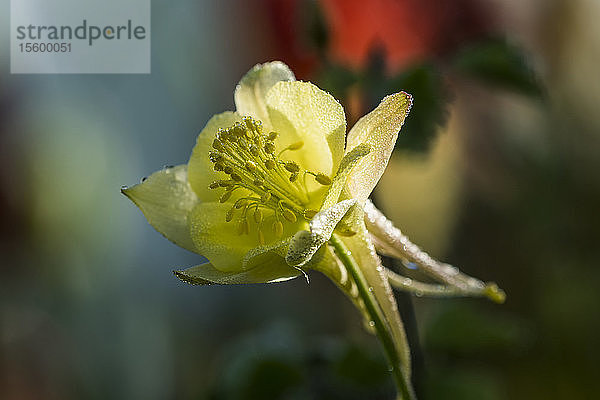 Tau lässt eine Akelei (Aquilegia) an einem Frühlingsmorgen glänzen; Astoria  Oregon  Vereinigte Staaten von Amerika