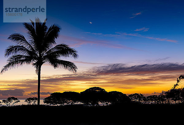 Sonnenaufgang und silhouettierte Palme entlang des Pazifischen Ozeans; Kauai  Hawaii  Vereinigte Staaten von Amerika
