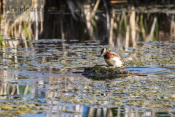 Zwergtaucher (Podiceps auritus) auf seinem Nest voller Eier in einem Teich bei Fairbanks; Alaska  Vereinigte Staaten von Amerika