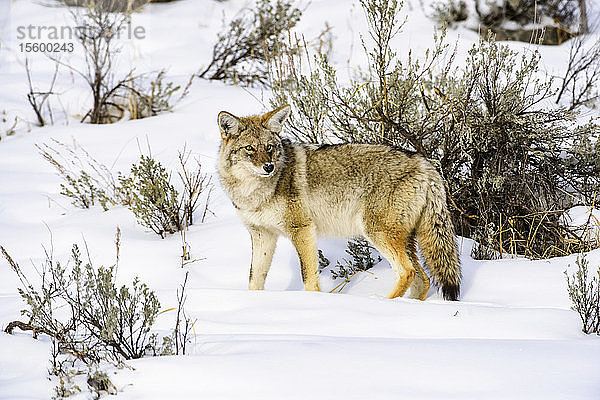 Kojote (Canis latrans) auf einer verschneiten Wiese an einem sonnigen Wintertag im Yellowstone National Park; Wyoming Vereinigte Staaten von Amerika