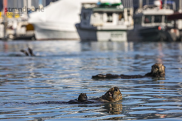 Seeotter (Enhydra lutris) schwimmen im Seward Boat Harbor; Seward  Alaska  Vereinigte Staaten von Amerika