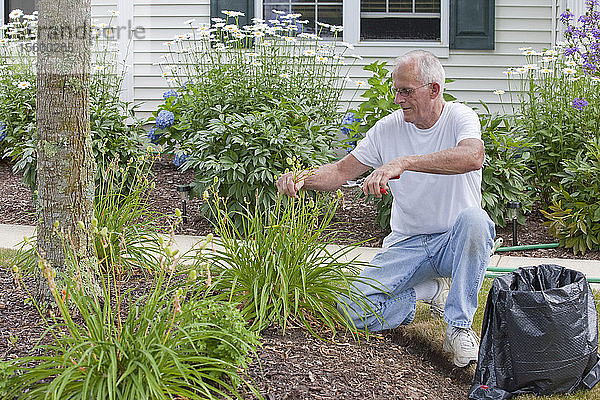 Älterer Mann beim Beschneiden der Samenkapseln von Taglilien