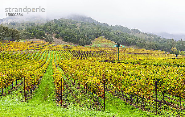 Nebel über einem Weinberg im Napa Valley; Kalifornien  Vereinigte Staaten von Amerika