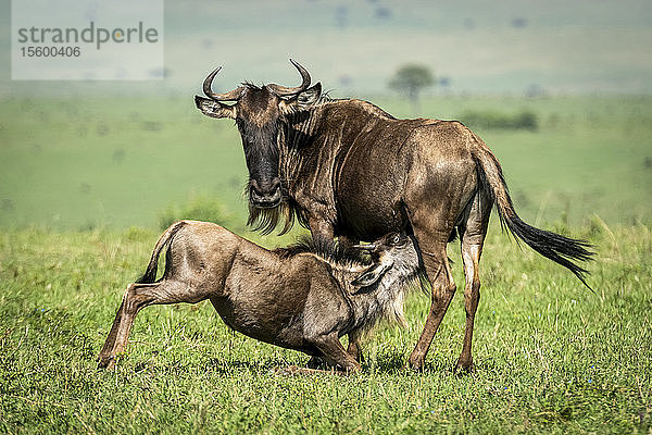 Streifengnu (Connochaetes taurinus)  Ammenkalb in der sonnigen Savanne  Cottar's 1920s Safari Camp  Maasai Mara National Reserve; Kenia