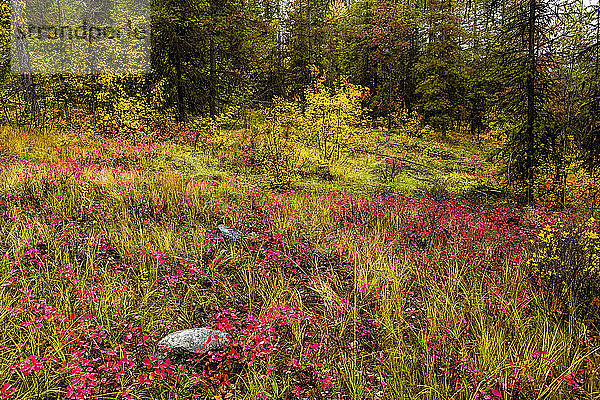 Waldboden in Herbstfarben im Okanagan-Tal; British Columbia  Kanada